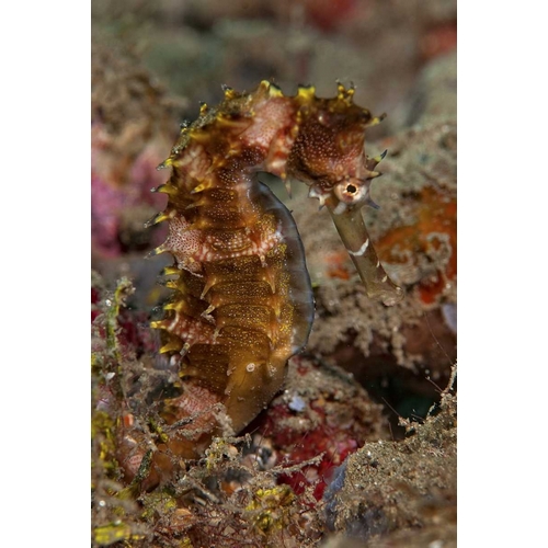 Indonesia, Banda Sea, Ambon Adult spiny seahorse